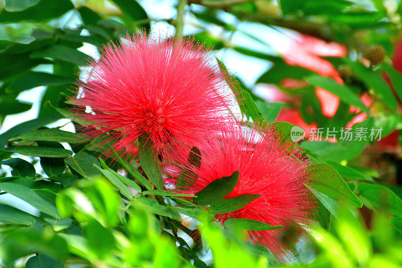 钱婆/红色粉扑&‘白花Albiflora’